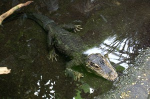 Crocodylus