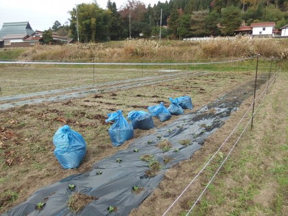 【写真】落ち葉やクンタンを畑にまく