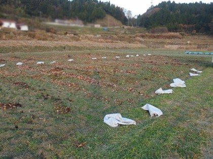 【写真】落ち葉を畑に入れる