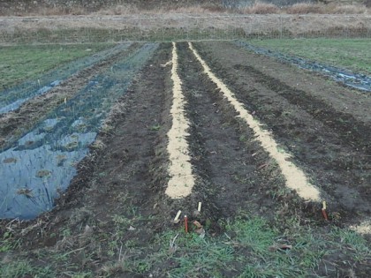 【写真】エンドウ豆の定植