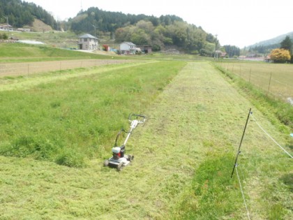 【写真】田圃の緑肥刈り