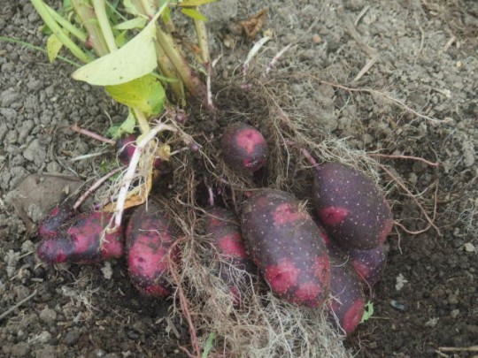 【写真】ジャガイモの収穫