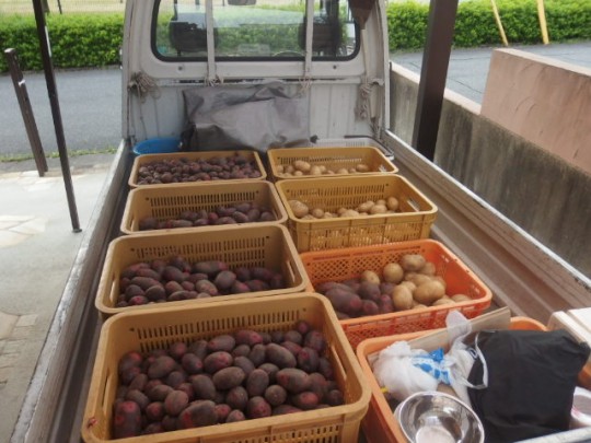 【写真】ジャガイモの収穫
