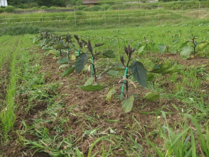 【写真】ナスの草取り