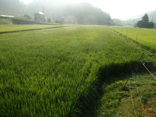 【写真】出穂（8月2日）