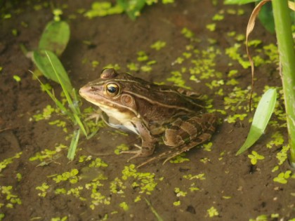 【写真】カエル