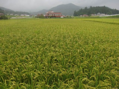 【写真】稲のいもち病