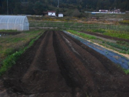 【写真】夏野菜の片付けと土作り