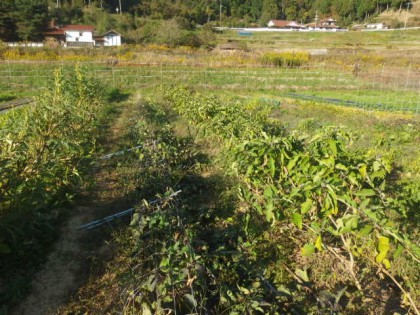 【写真】夏野菜の片付けと土作り