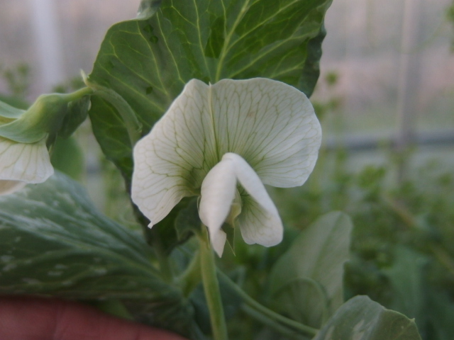 農業日記 エンドウの花と自家採種 ユニティ デザイン ユニティ自然農園 のブログ