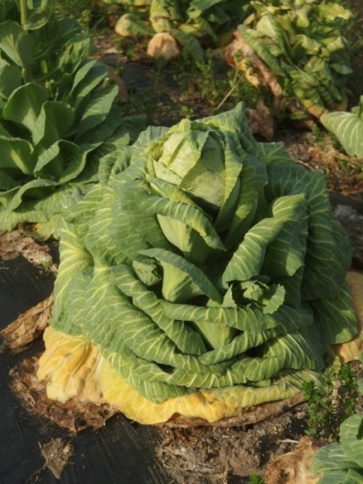 【写真】キャベツの苔立ち