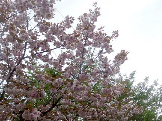 【写真】八重桜