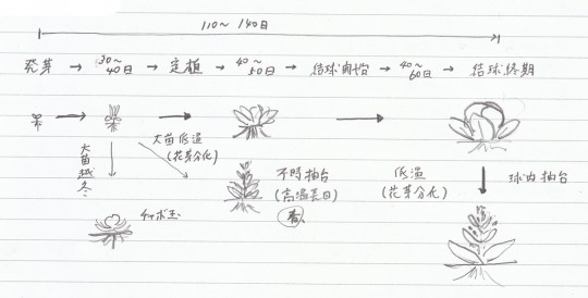 キャベツの成長段階