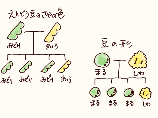 メンデルの法則