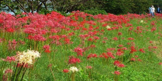 イノシシ対策_彼岸花