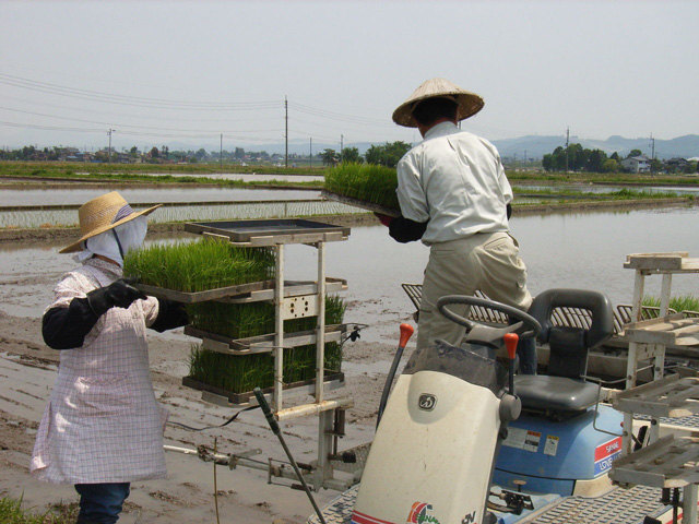 田植え_苗運び