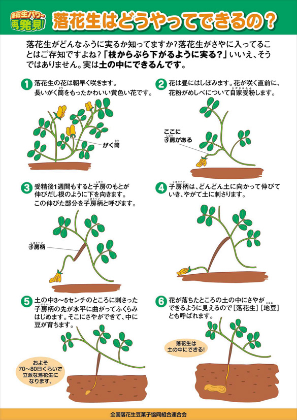 落花生の出来方