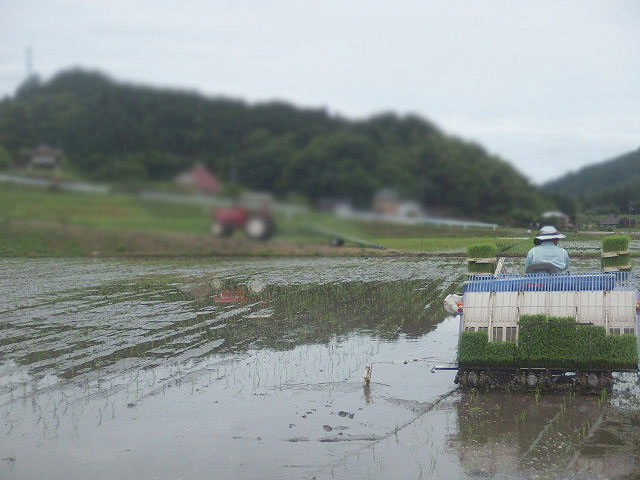 田植え