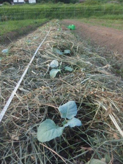 秋冬野菜の定植