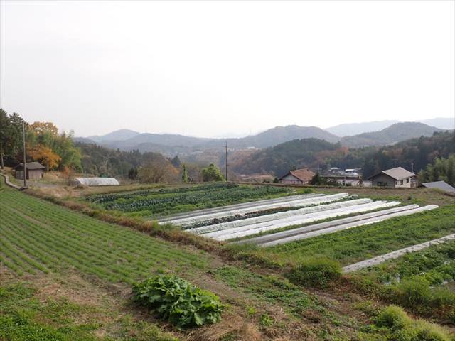 妙養寺圃場遠景