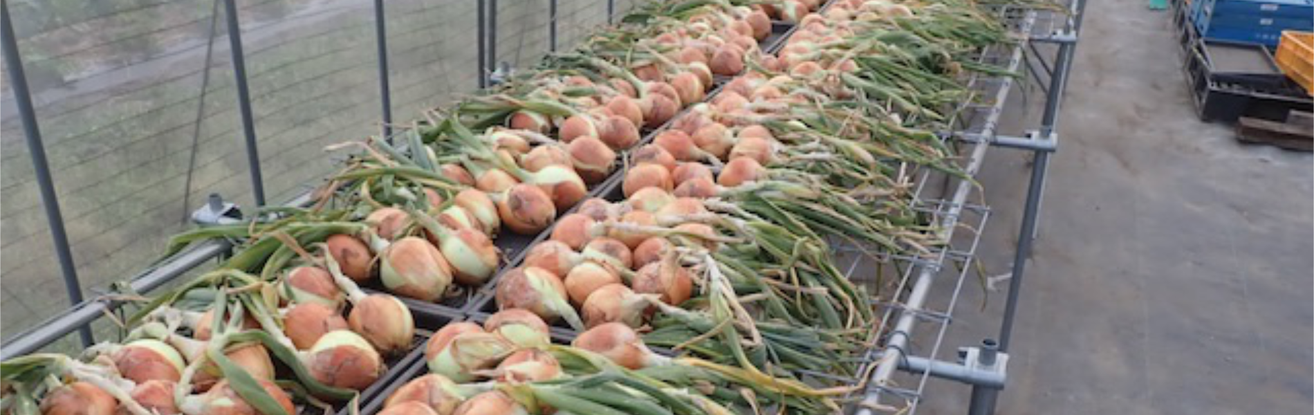 夏の野菜セットの写真です。